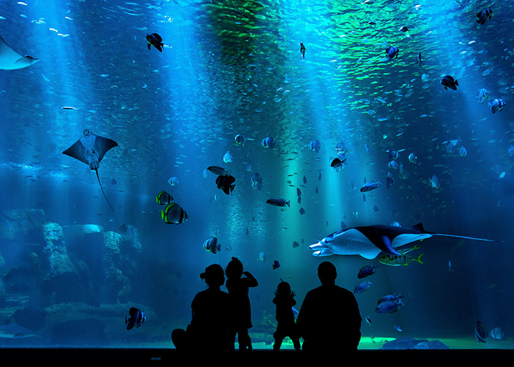Family at an aquarium