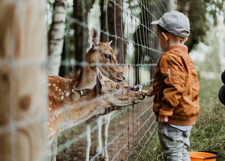Child at a petting zoo